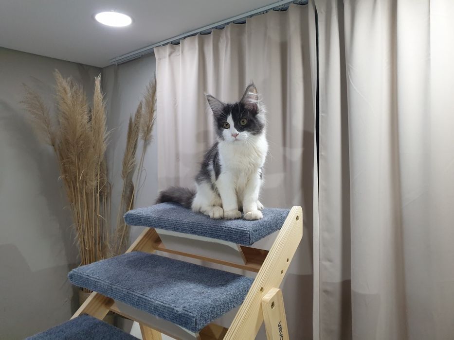 Fêmea maine coon com pedigree