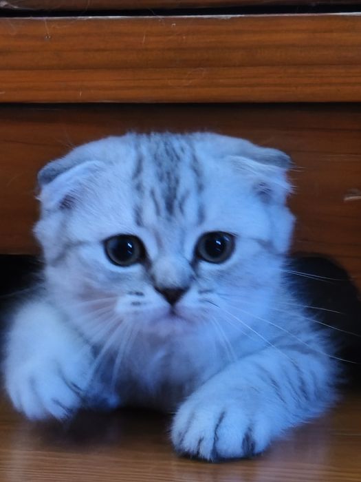 Gatinha Scottish Fold