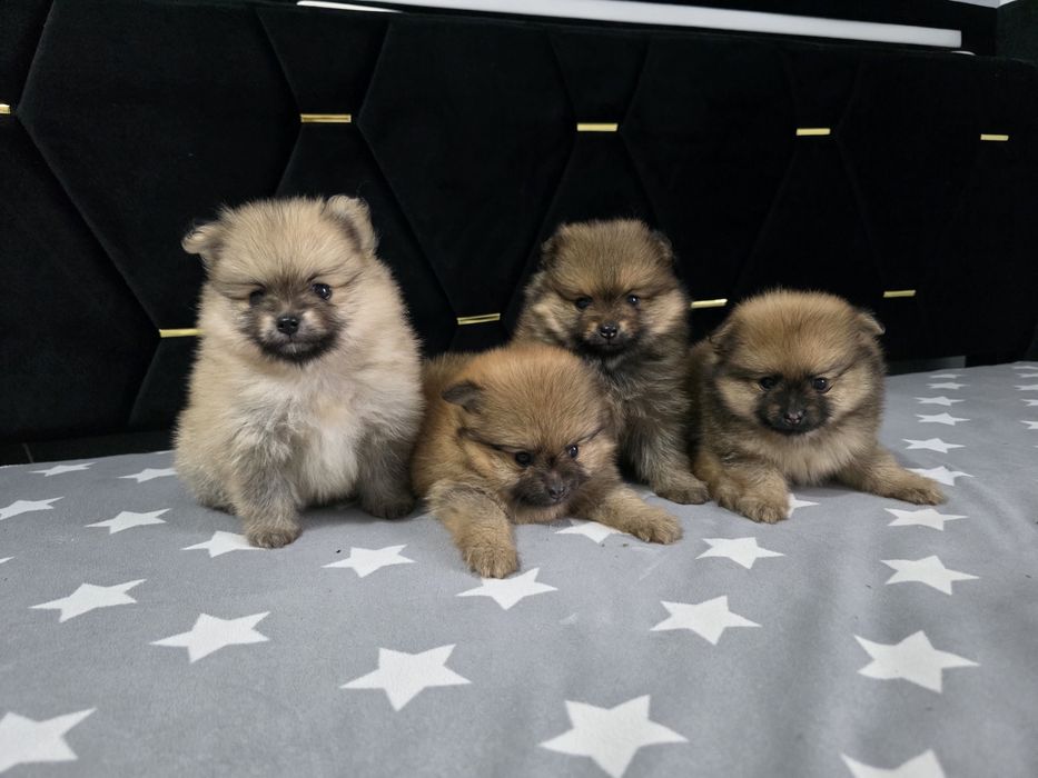 Szpic miniaturowy pomeranian
