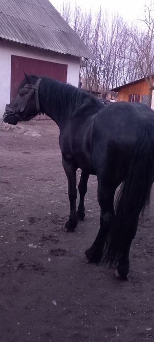 Продається кінь ..