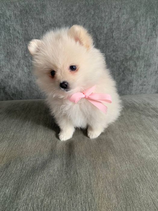 Продам девочки  щпица