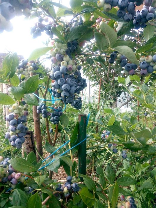 Продам саджанці  голубіки ( лохини )