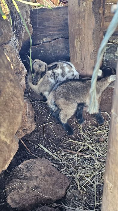 Cabras anãs e cabritinhos