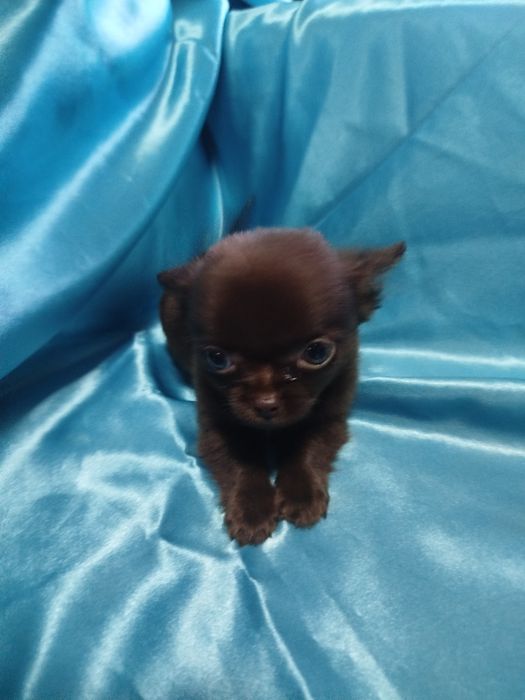 Chihuahua de pelo curto