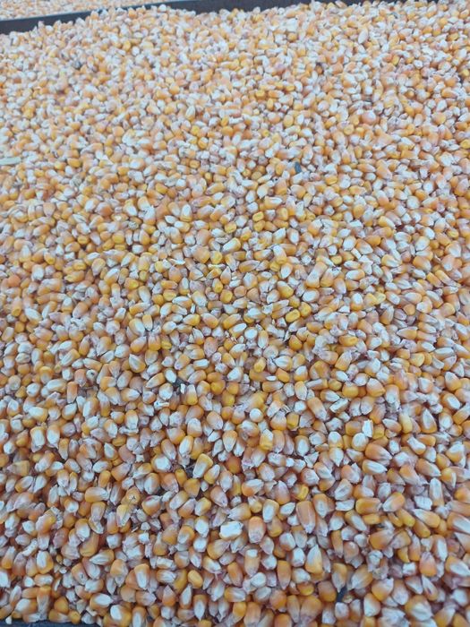 Продам  кукурузу