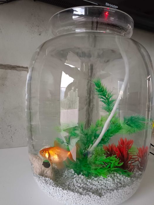 Akwarium z wyposażeniem i złotą rybką DUZA KULA 10l