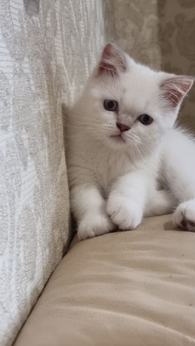 Шотландский  котик