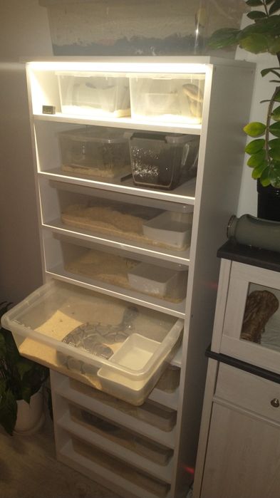 Rack system. Terrarium. Regał hodowlany. Pyton. Boa.