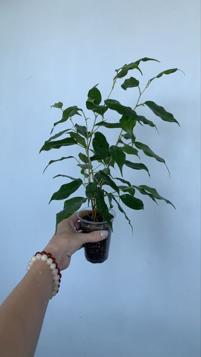 Продам фикус Бенджамина