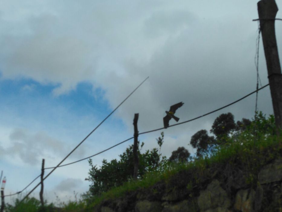 Papagaio para mirtilos