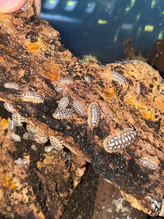 Armadillidium klugii White dots 12szt Isopody