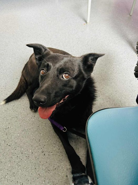 Wspanialy Mentos gotowy do adopcji