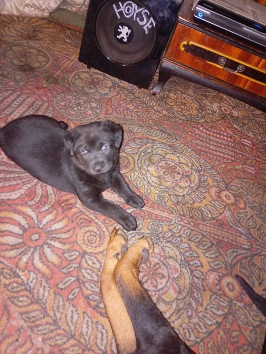 Продам щенка лабрадора