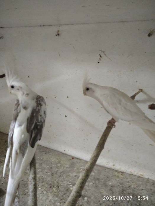 Nimfa biało głową