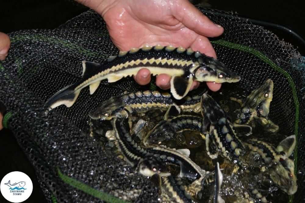 Narybek jesiotra rosyjskiego zarybianiestawu