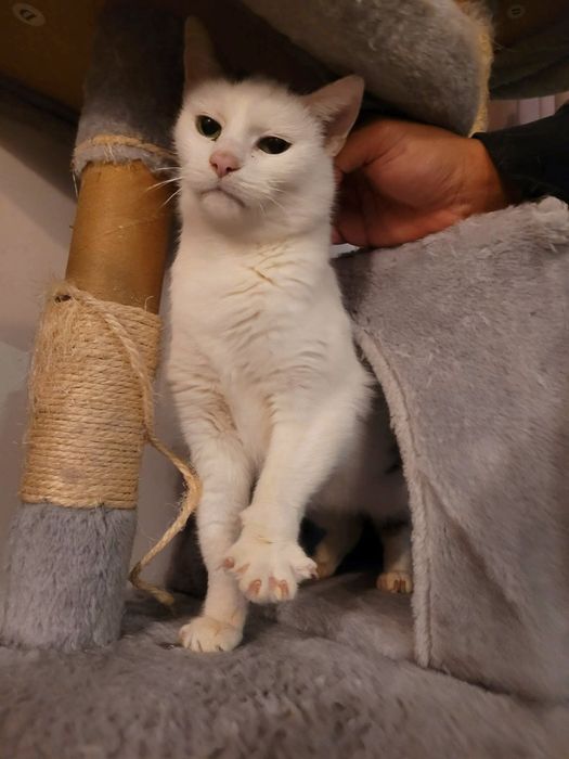 Hesia szuka kochającego domu