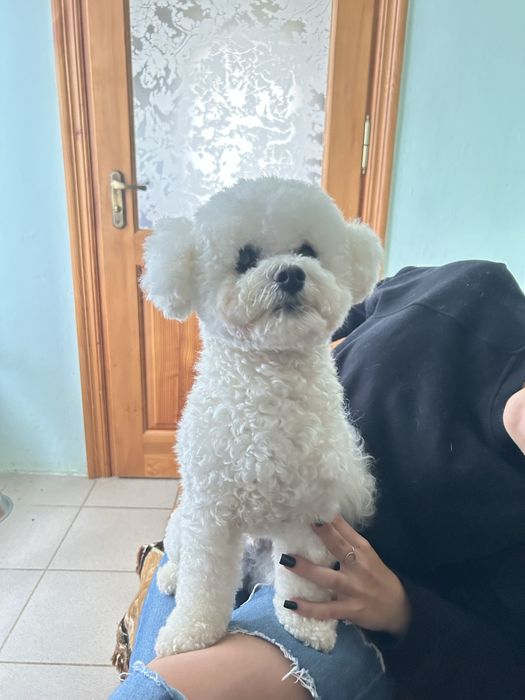 Бішон-фрізе злучка вʼязка