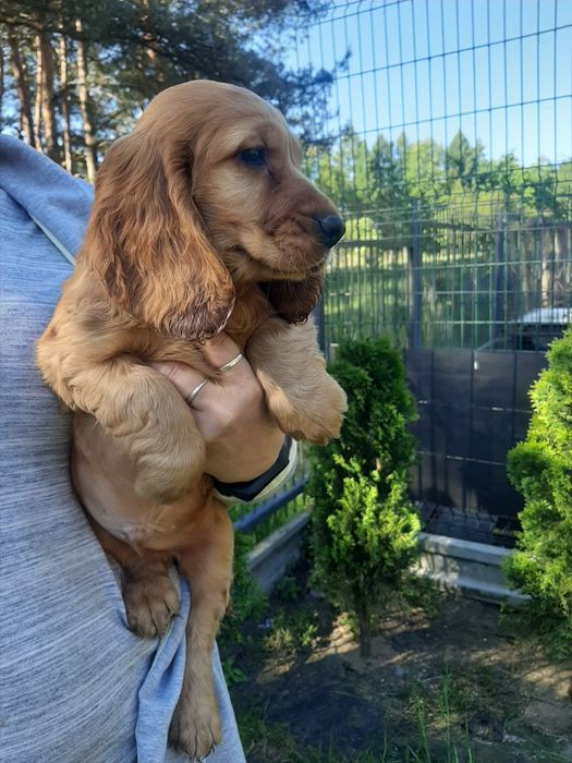 Cocker spaniel rezerwacja