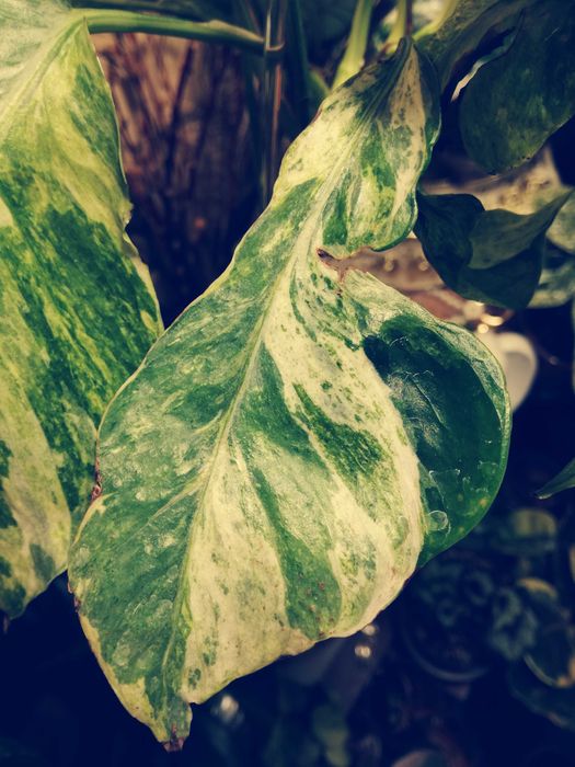 Epipremnum Hanoman sp. Bali variegata WIELKA RZADKOŚĆ Unikat nie monstera philodendron