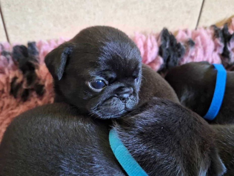 Corrado śliczny mopsi chłopaczek. Mopsy, mopsiki ZKwP/FCI. Świecie