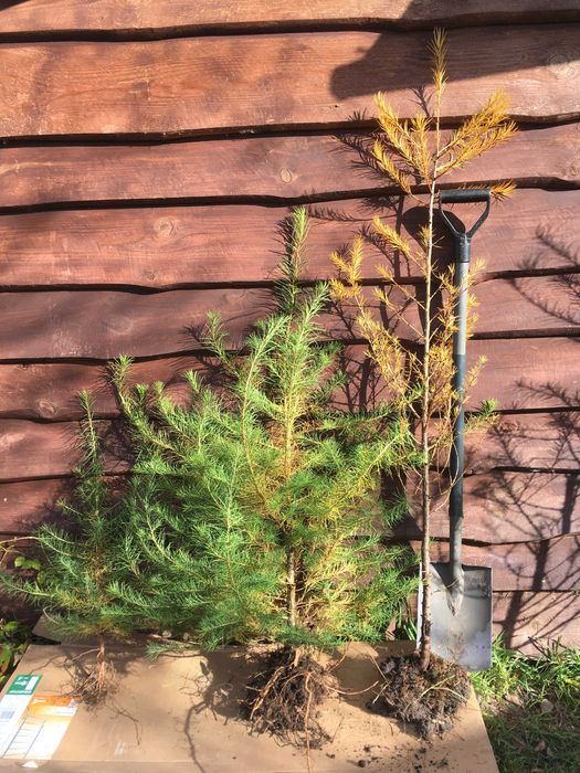 Саджанці Модрини, Ліственіца.