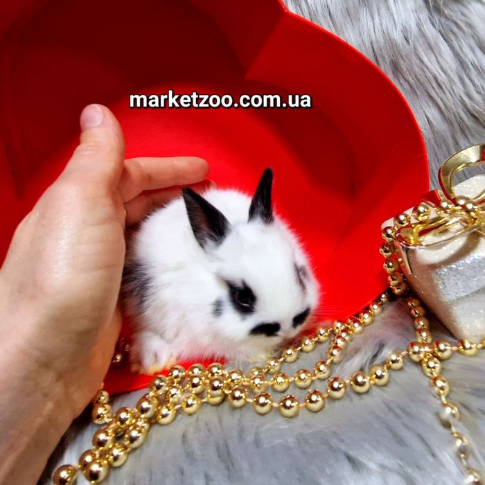 Голландський міні кролик чорний метелик