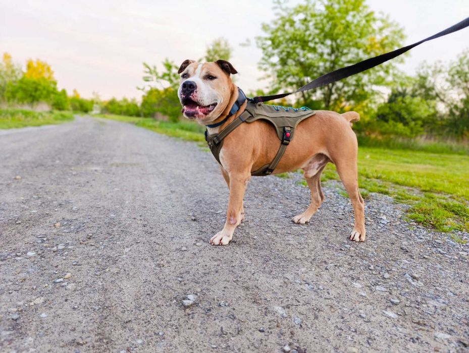 Pies typu amstaff szuka domu