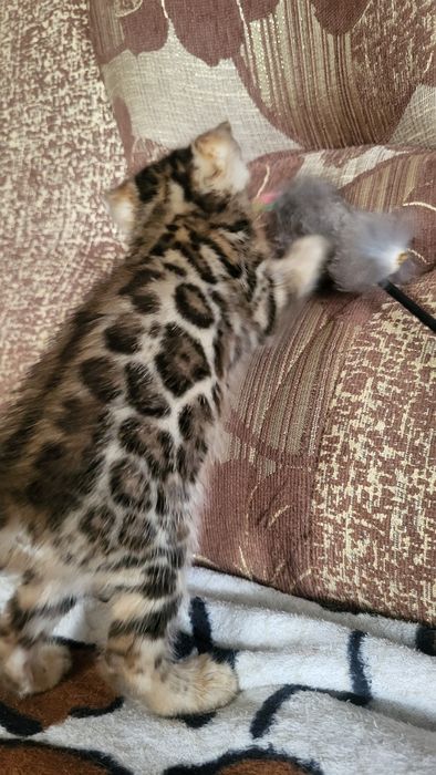 Бенгальские котята wcf.