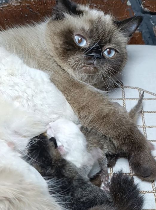В продаже бронь котята шотландские.