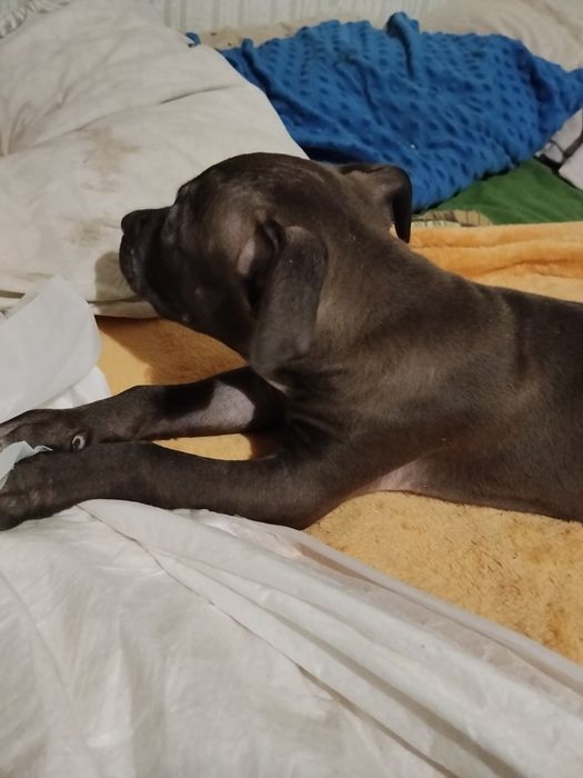 Американський пітбультерєр