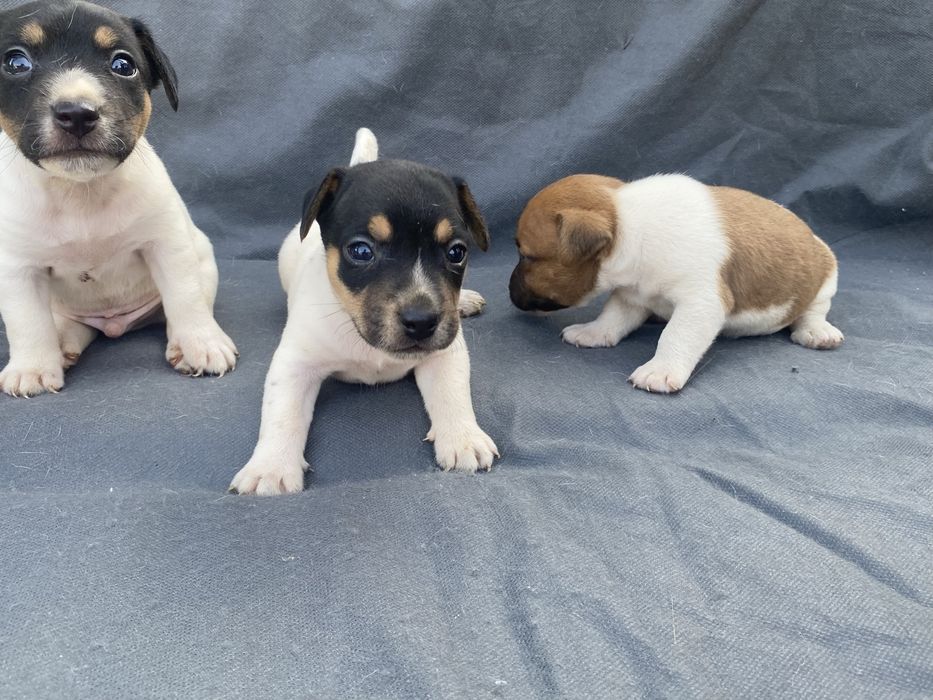 Джек рассел