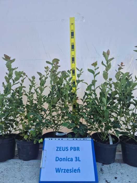 Borówka amerykańska ZEUS PBR donica 3litry