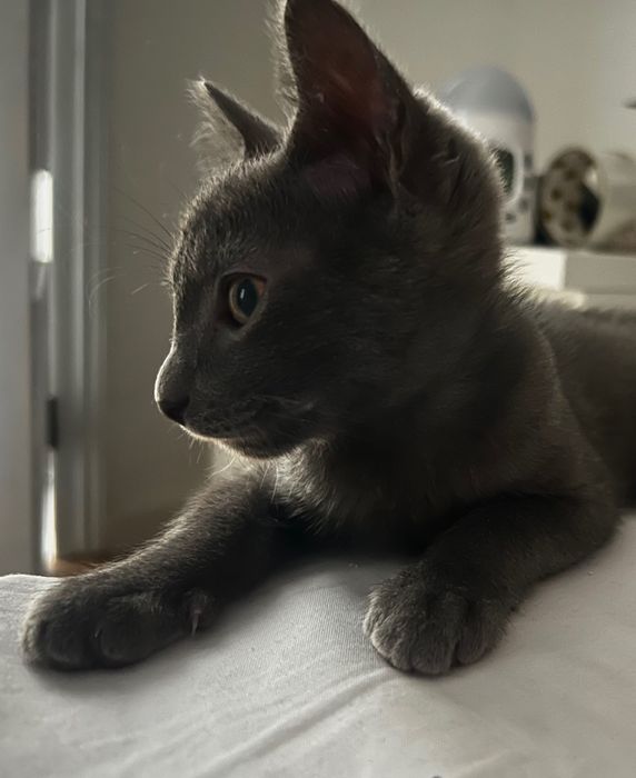 Gato para Adoção
