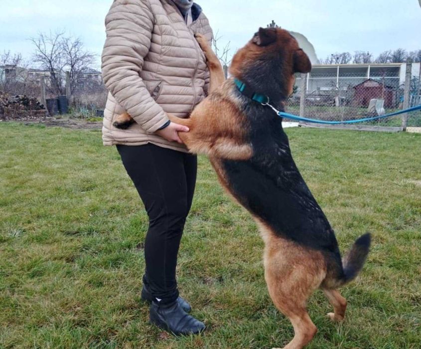 Bibi – młoda, wesoła sunia w typie owczarka do adopcji