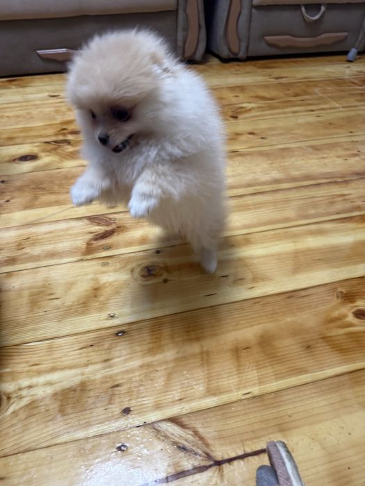 Померанчький шпіц тип мішка дівчинка