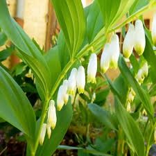 Багаторічні рослини та кущі