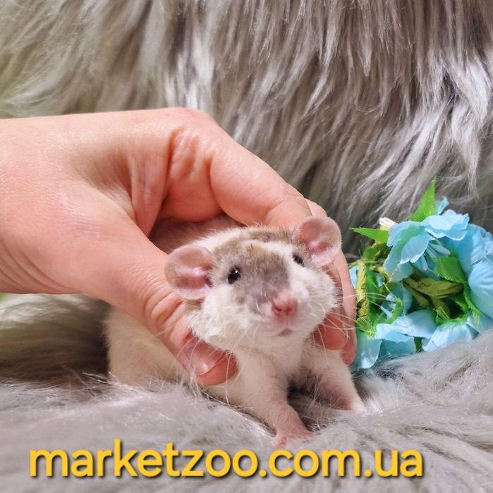 Дамбо рексик кепковий окрас крысы, криси, щурик, щур, пацюк, крыски, к