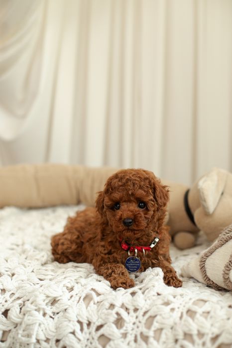 Той пудель міні КСУ