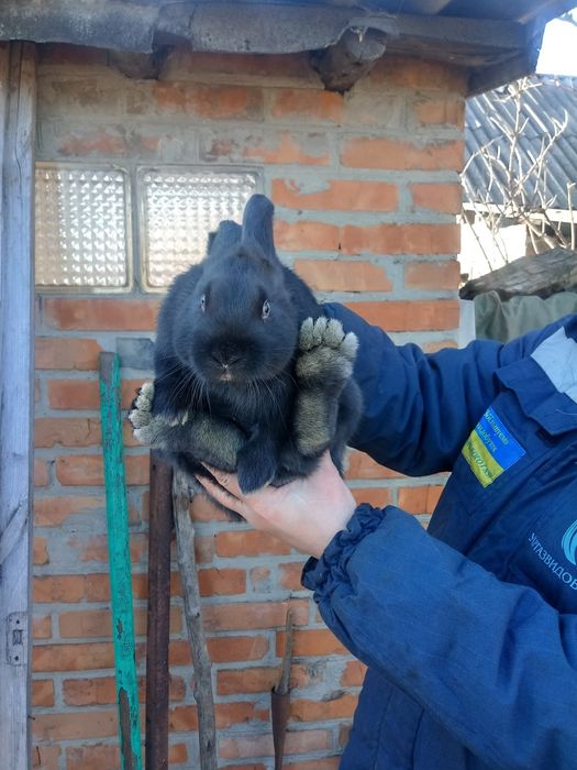 Паровані кролиці