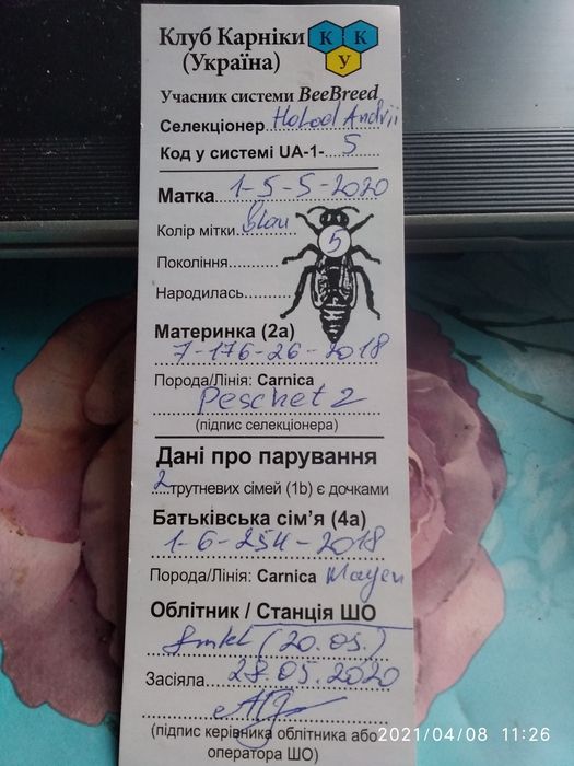 Карніка F1 Чистопородні Бджоломатки з повноцінних відводків