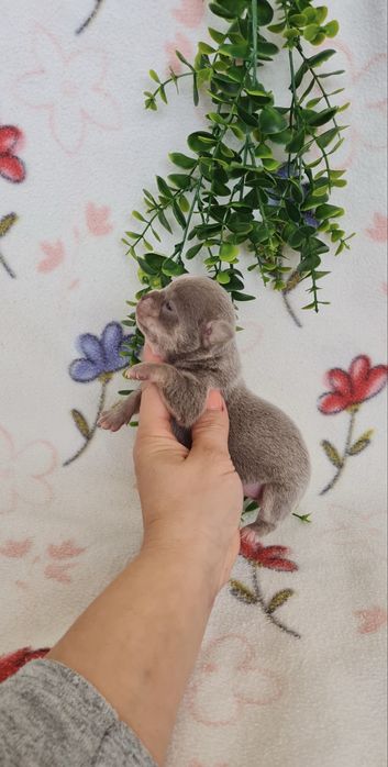Excecional mini lilac Chihuahua/Chiuaua de Qualidade