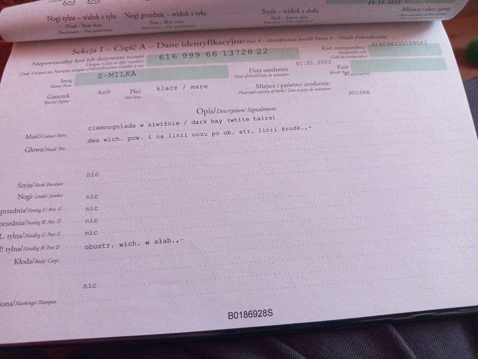 Sprzedam.kobylke.kucyka