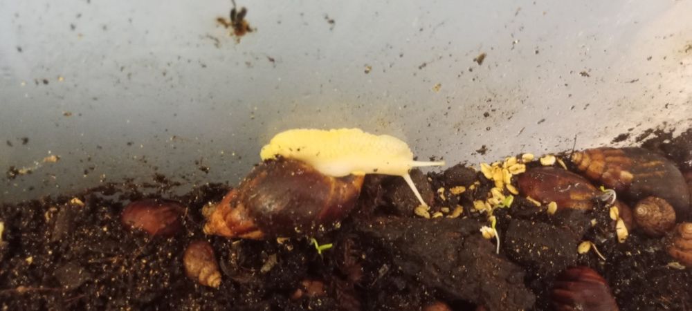 Ślimaki afrykańskie młode