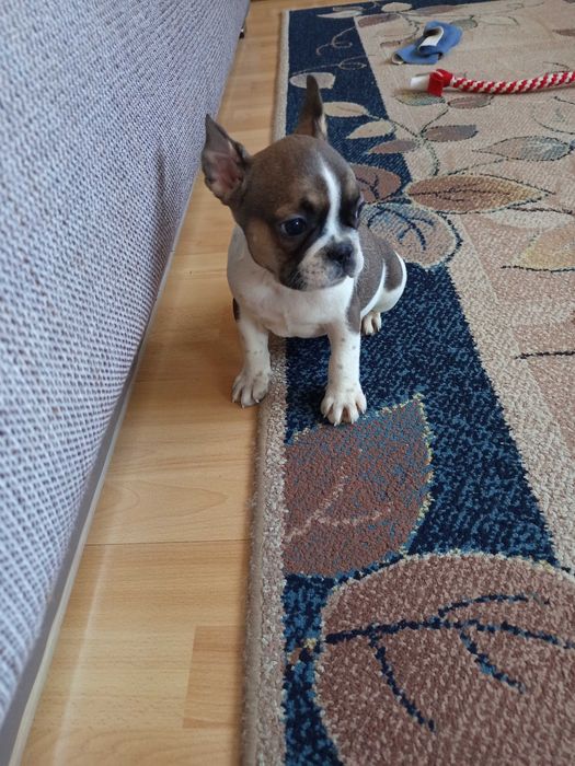 Buldog Francuski polecam !
