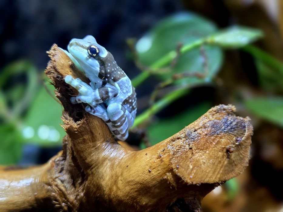 Rzekotka żabia (Trachycephalus resinifictrix)