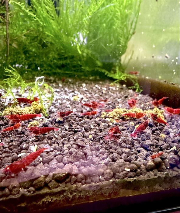 Krewetki Red Devil OE Caridina