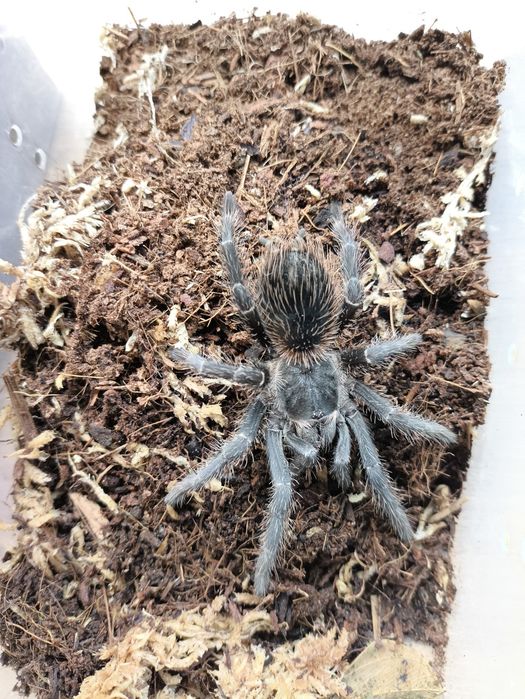 Parka Lasiodora parahybana 3,5-4DC