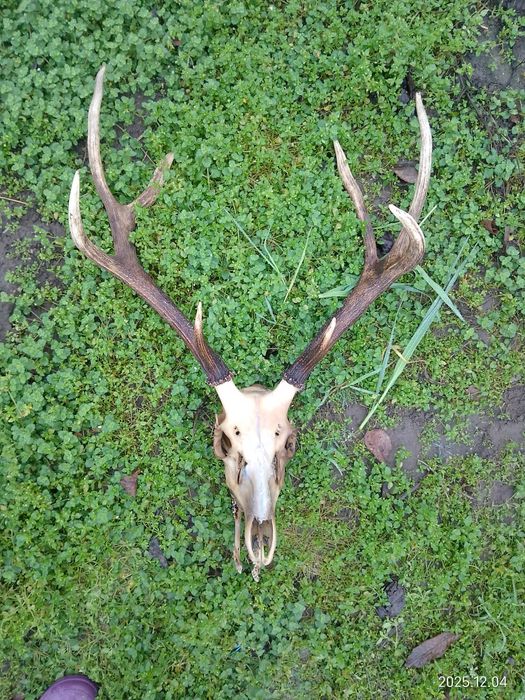 Продам рога та черепа