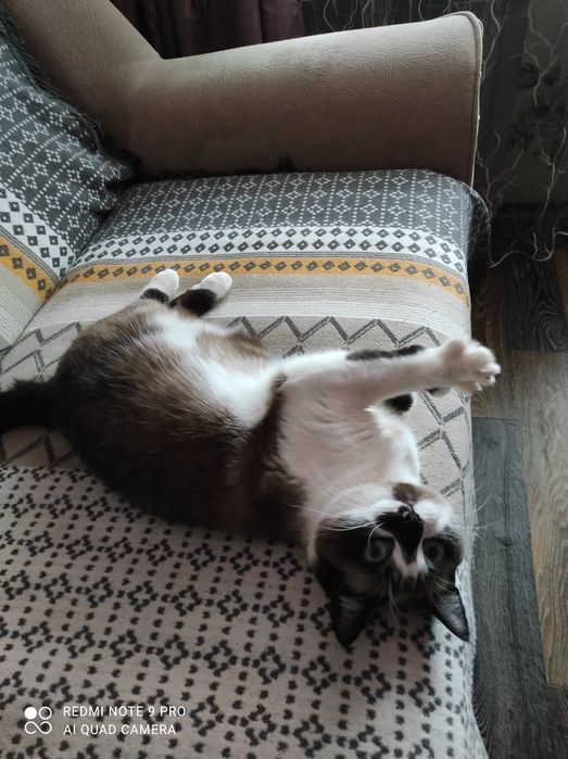 Отдам кошечку стерилизованную, очень умная и чистоплотная!