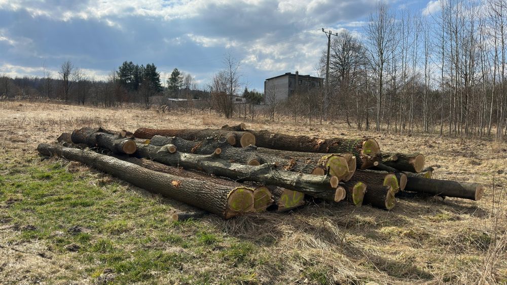 Sprzedam drzewo - tylko odbiór